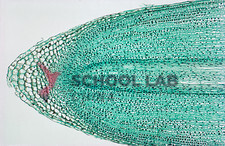 Prepared Microscope Slide Set - Meiosis and Mitosis - Set of 9 Slides